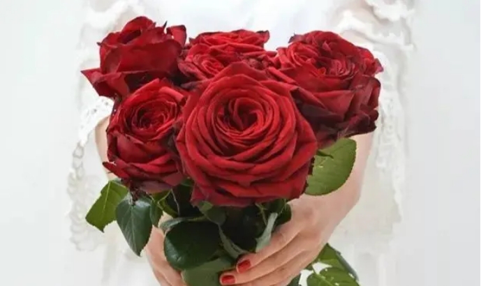 玫瑰花的象征意义和感情表达