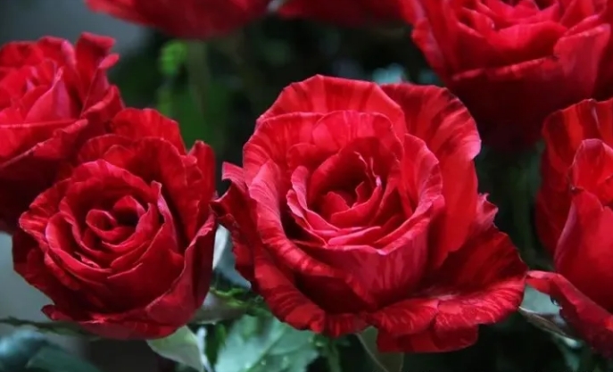 不只是红玫瑰 探索令人着迷的玫瑰花品种