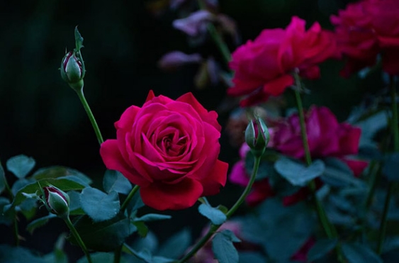 玫瑰花一年四季的花期和养护方法