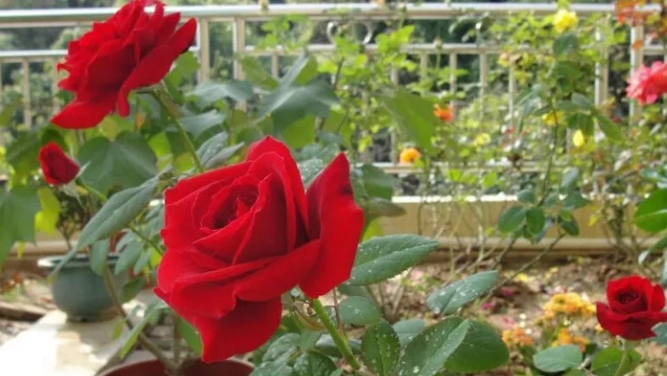如何选择种植玫瑰花的土壤