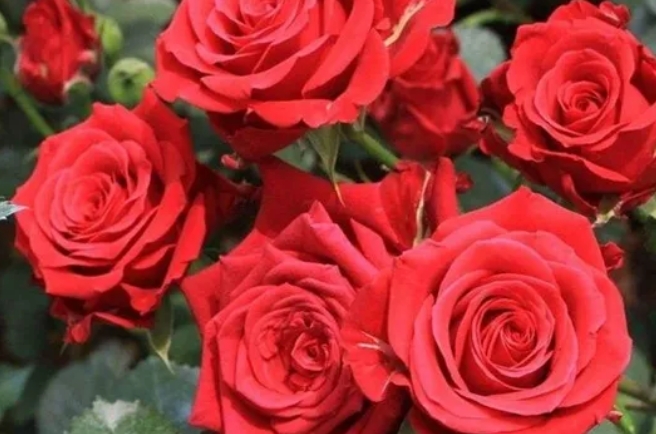 12朵玫瑰花的寓意和象征都有哪些？