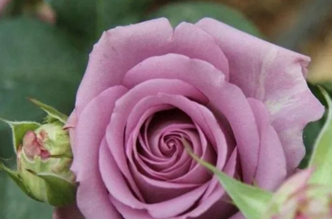 如何延长家里种的玫瑰花花期？