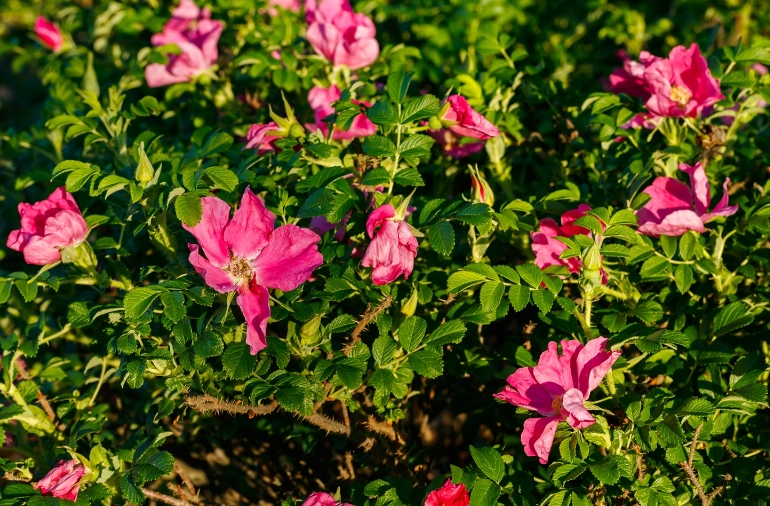 玫瑰花的花期都在什么季节？