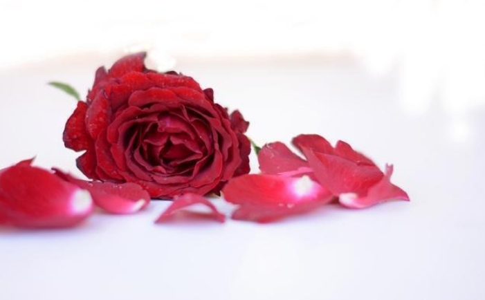 玫瑰花的象征意义和在生活中的用途