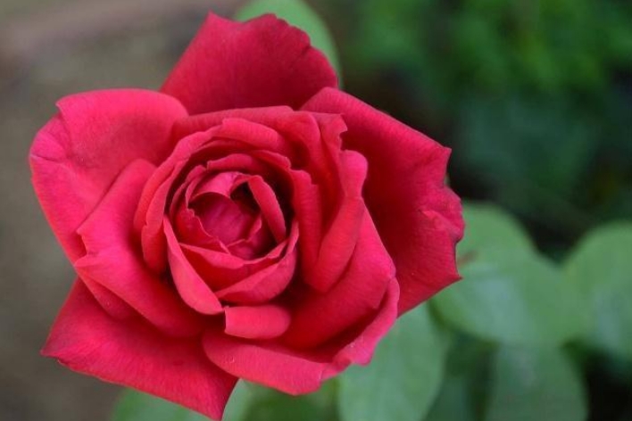 详细说一说红色玫瑰花的花语
