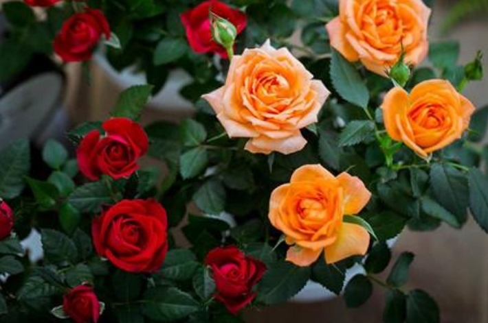 在家里玫瑰种植方法和日常管理