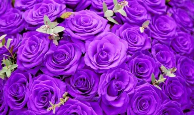 不同颜色的玫瑰花的花语都是什么？